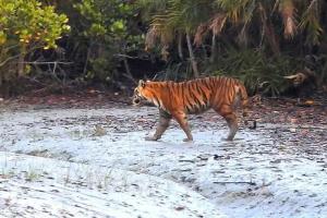 sundarbancoresafari