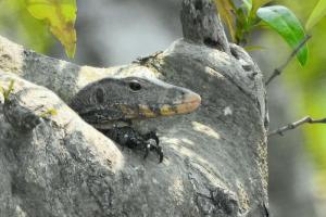 sundarbancoresafari