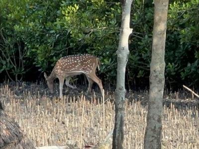 Sundarban Core Safari Wild Animals